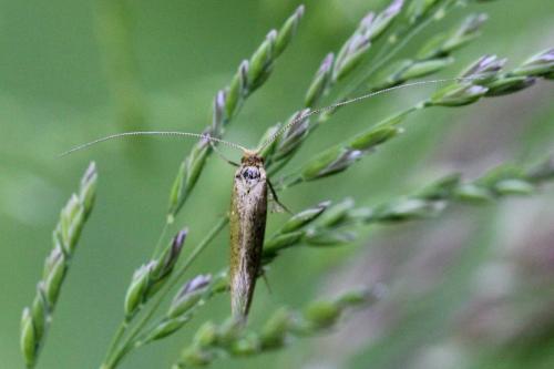 Nematopogon pilella